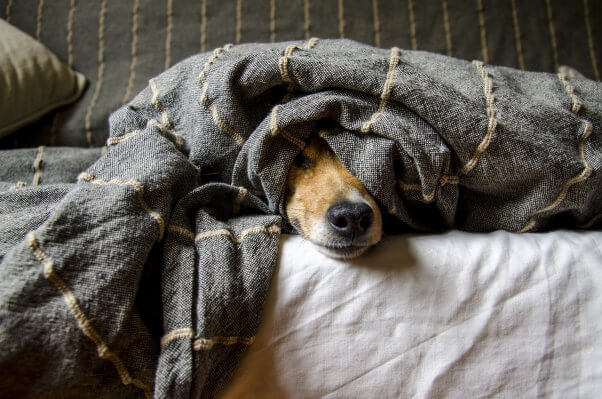 A dog tucked into a blanket with their muzzle peeking out