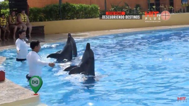 dolphins with trainers at Barceló Maya Grand Resort