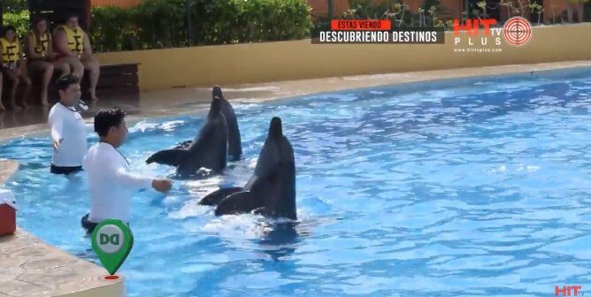 dolphins with trainers at Barceló Maya Grand Resort