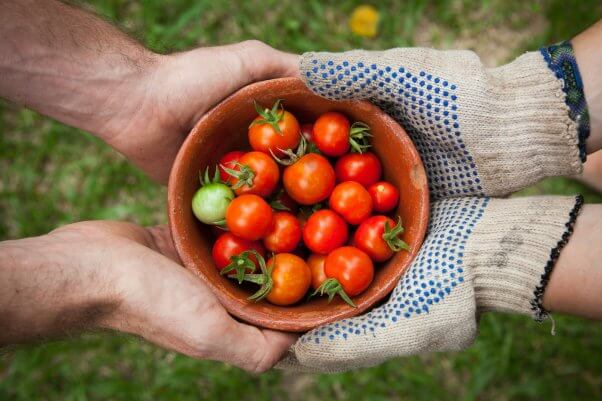 Two sets of human hands holding a bowl of tomatoes