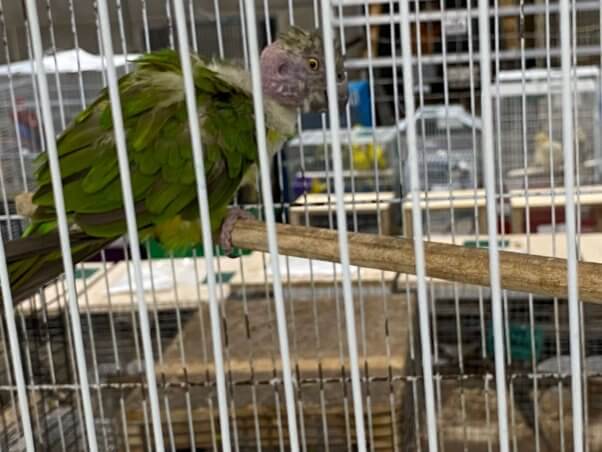 senegal parrot with feather loss at mt hope auction in ohio 