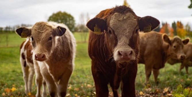 Two cows looking at the camera