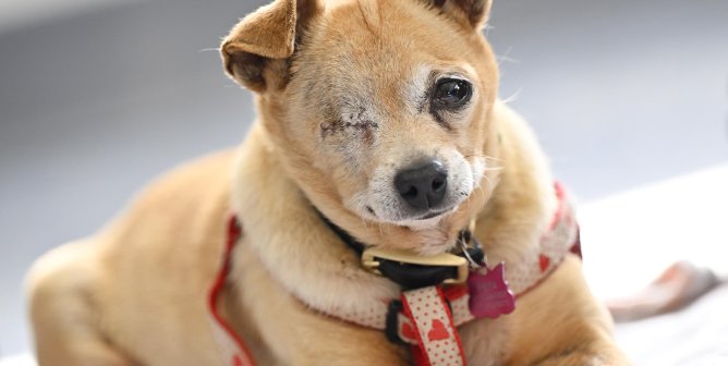 Fifi, a one-eyed tan chihuahua