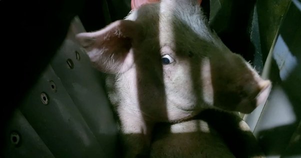 A terrified pig awaiting slaughter