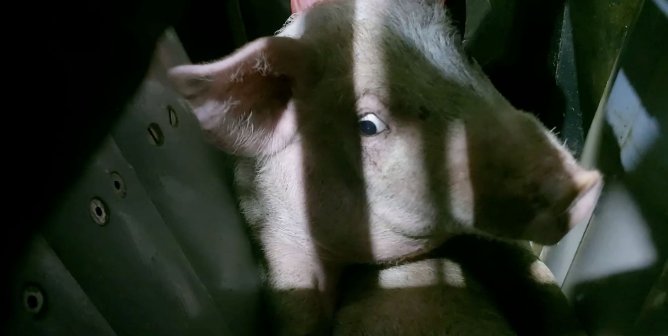 A terrified pig awaiting slaughter