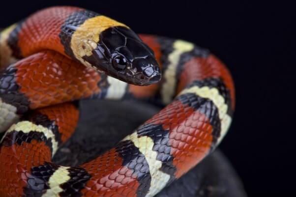 Mexican milksnake