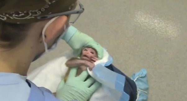 An experimenter handling a baby monkey