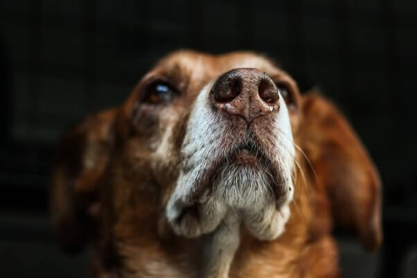 A close up of an older dog set to a black background