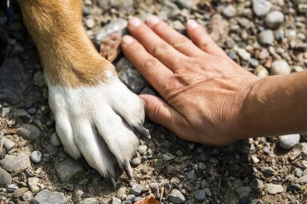 A dog and a human putting their hand and paw side by side