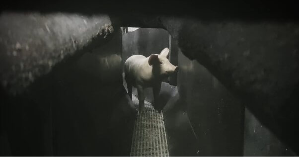 A pig standing in a chute looking at the camera