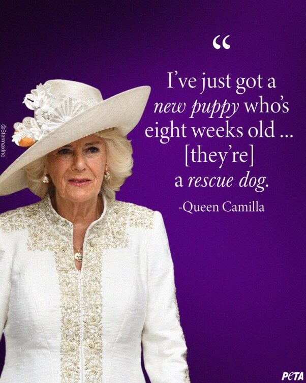 queen camilla adoption quote