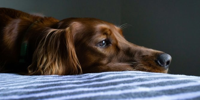 A brown dog on a bed