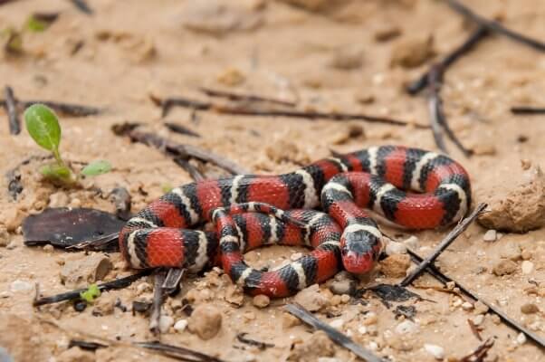 scarlet kingsnake