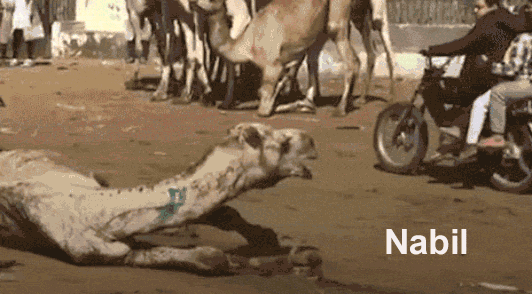 camel being dragged by truck